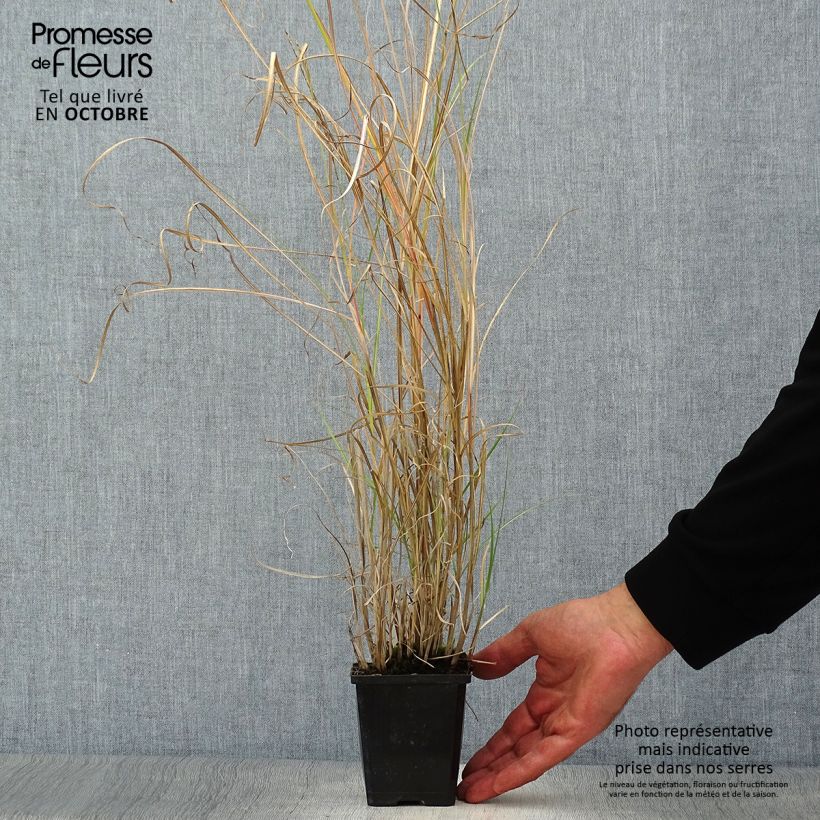 Amostra de Miscanto sinensis Silberspinne Vaso de 8/9 cm tal como entregue no outono