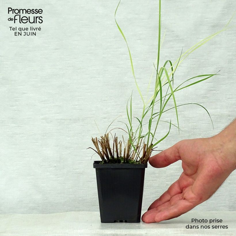 Amostra de Miscanto sinensis Silberspinne Vaso de 8/9 cm tal como entregue no verão