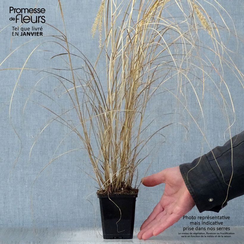 Amostra de Miscanthus sinensis Silberspinne - Roseau de Chine Vaso de 8/9 cm tal como entregue no inverno