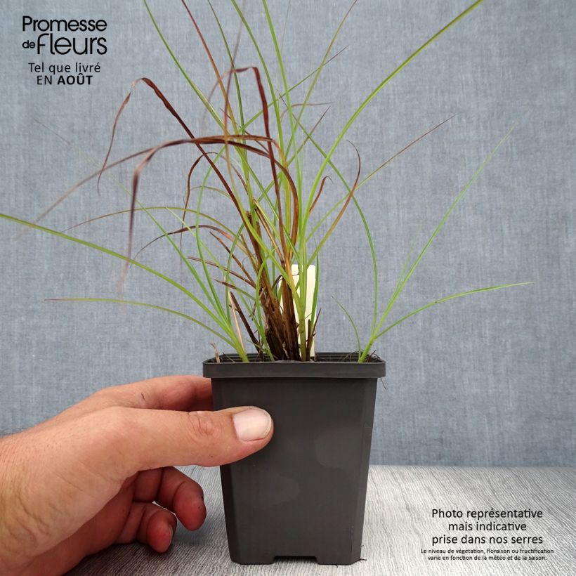 Amostra de Miscanto sinensis Sirene Vaso de 8/9 cm tal como entregue no verão