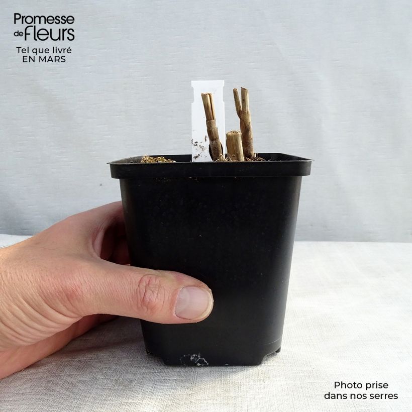 Amostra de Miscanto sinensis Sirene Vaso de 8/9 cm tal como entregue no inverno