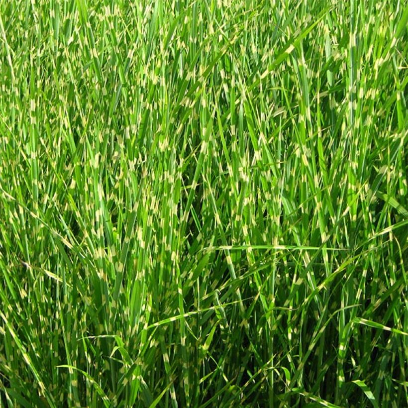 Miscanto sinensis Strictus (Hábito)