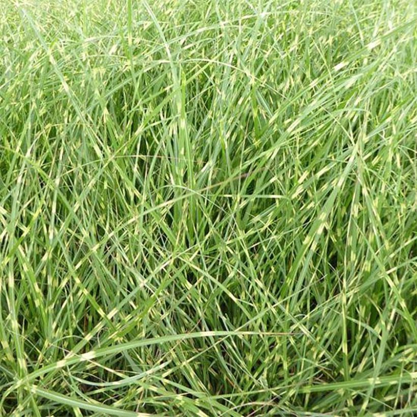 Miscanto sinensis Strictus Dwarf (Folhagem)