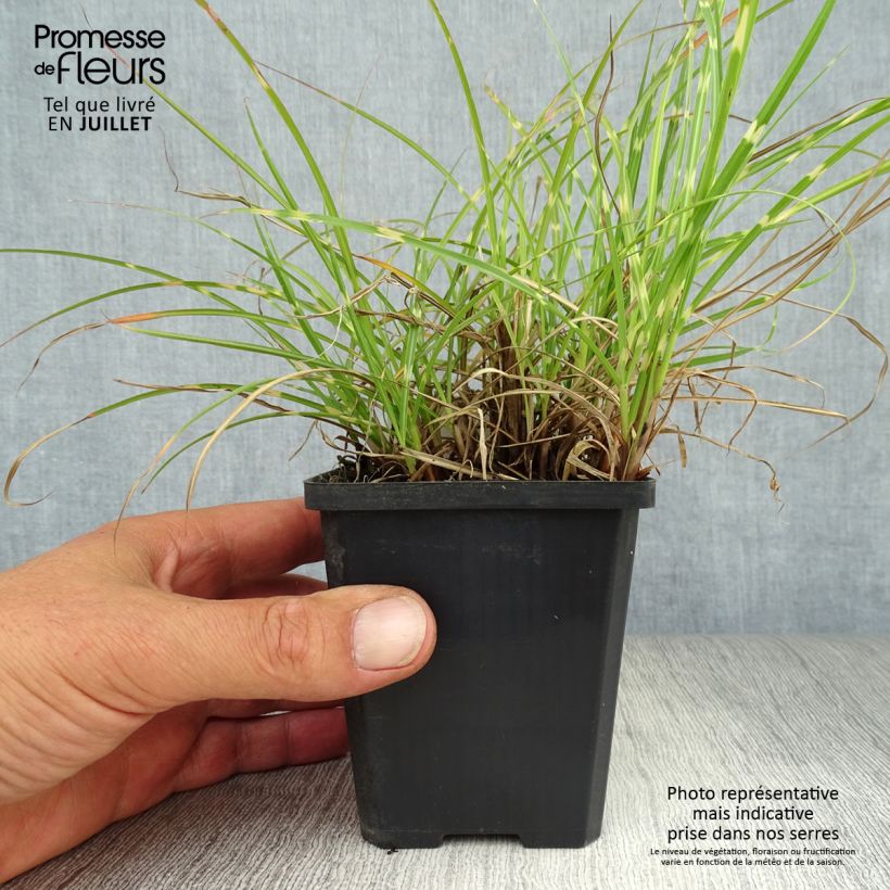 Amostra de Miscanto sinensis Strictus Dwarf Vaso de 8/9 cm tal como entregue no verão