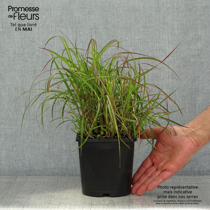 Amostra de Miscanto sinensis Strictus Dwarf Vaso de 2 L/3 L tal como entregue na primavera