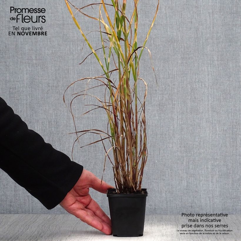 Amostra de Miscanto sinensis Strictus Vaso de 8/9 cm tal como entregue no outono