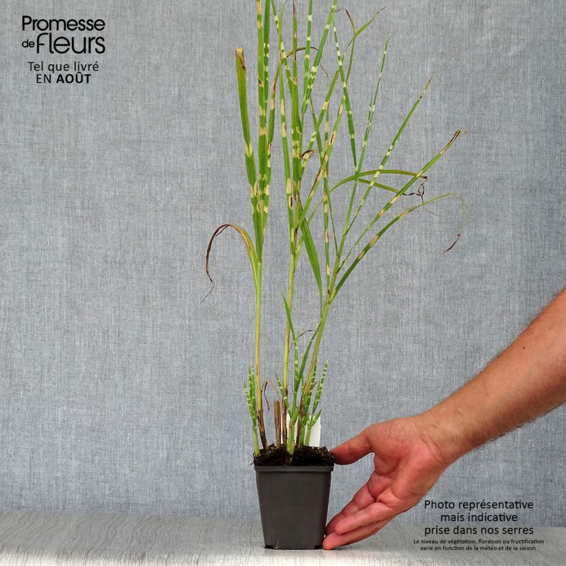 Amostra de Miscanto sinensis Strictus Vaso de 8/9 cm tal como entregue no verão