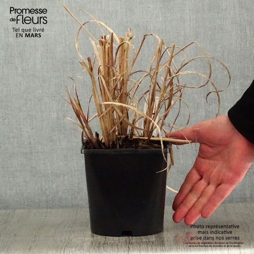 Amostra de Miscanthus sinensis Strictus - Roseau de Chine Vaso de 2 L/3 L tal como entregue no inverno