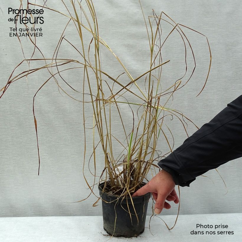 Amostra de Miscanthus sinensis Variegatus - Roseau de Chine Vaso de 2 L/3 L tal como entregue no inverno