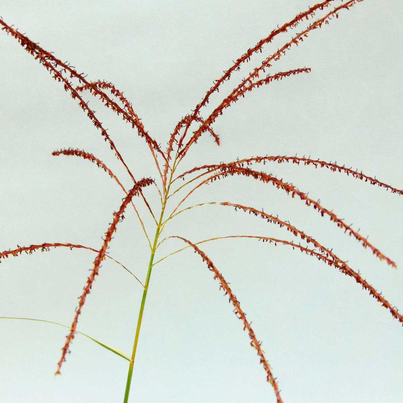 Miscanto sinensis Variegatus (Floração)