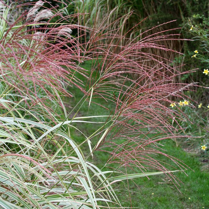 Miscanto sinensis Variegatus (Floração)
