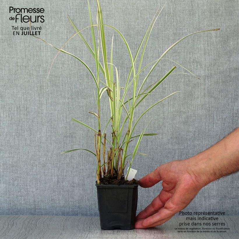 Amostra de Miscanto sinensis Variegatus Vaso de 8/9 cm tal como entregue no verão