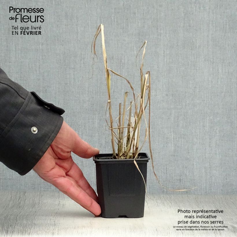 Amostra de Miscanthus sinensis Variegatus - Roseau de Chine Vaso de 8/9 cm tal como entregue no inverno