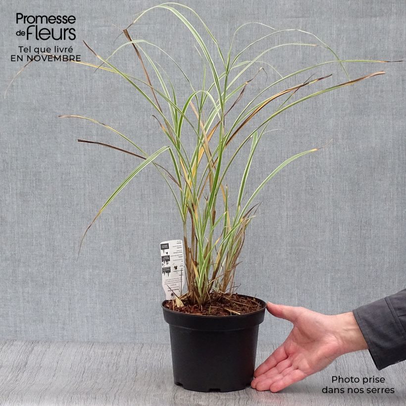 Amostra de Miscanto sinensis Variegatus Vaso de 2 L/3 L tal como entregue no outono