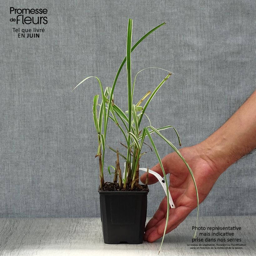Amostra de Miscanto sinensis Variegatus Vaso de 2 L/3 L tal como entregue no verão