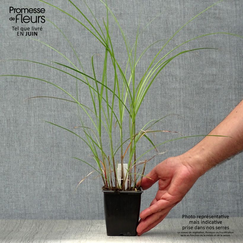 Amostra de Miscanto sinensis Yaku-Jima Vaso de 8/9 cm tal como entregue no verão