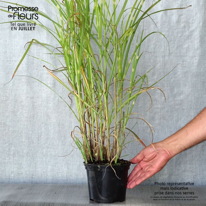 Amostra de Erva-zebra sinensis Zebrinus Vaso de 2 L/3 L tal como entregue no verão