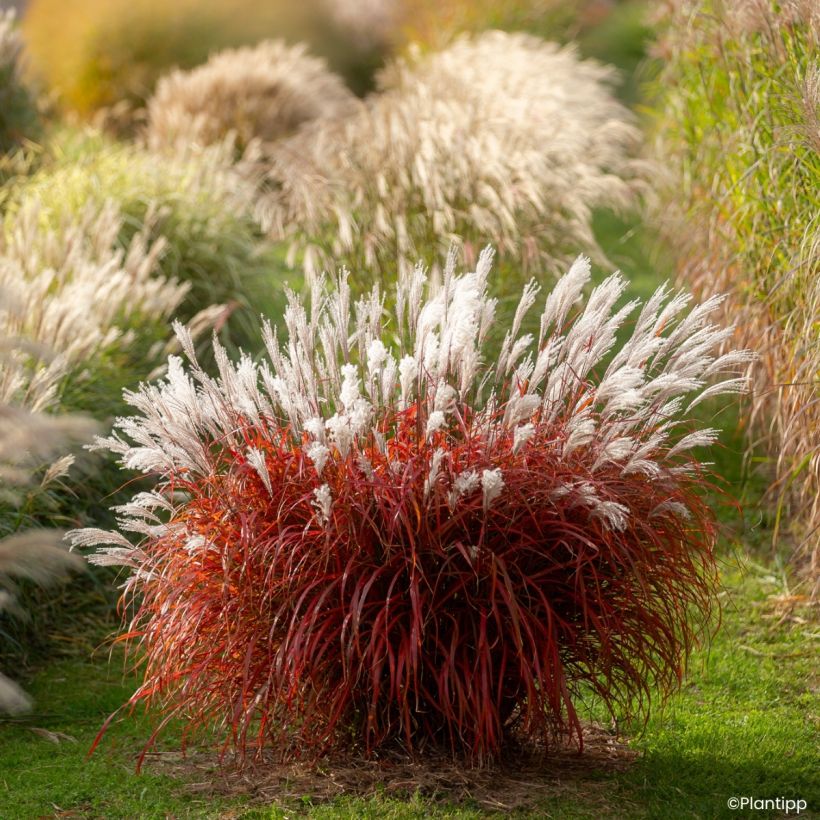 Miscanthus Lady in Red (Hábito)