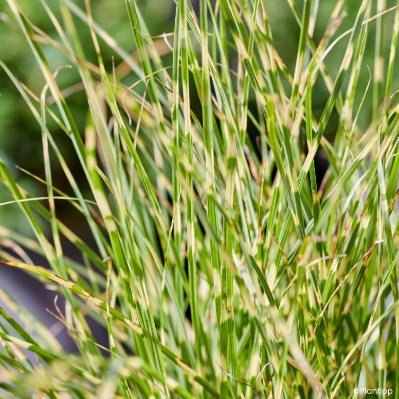 Miscanthus sinensis Little Tiger (Folhagem)