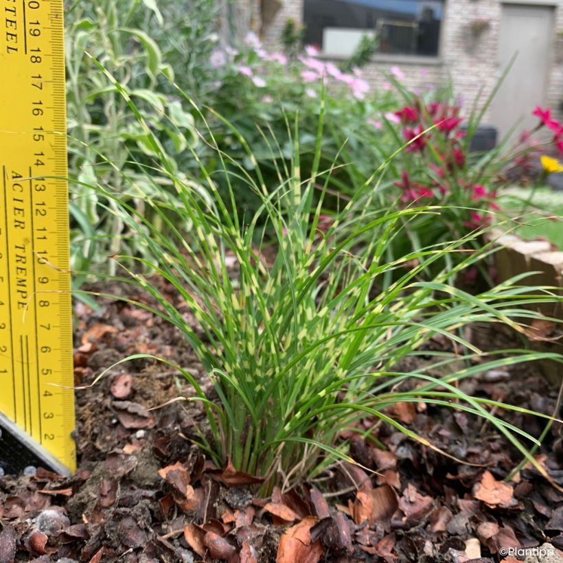 Miscanthus sinensis Little Tiger (Hábito)