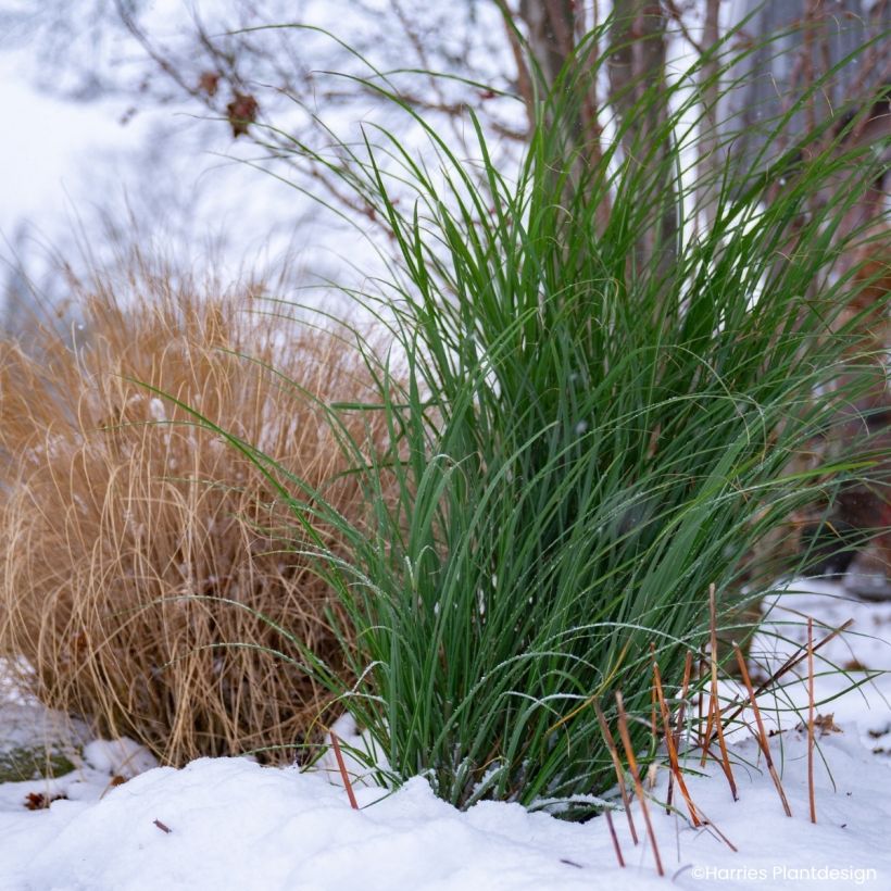 Miscanthus Miscanvert (Folhagem)