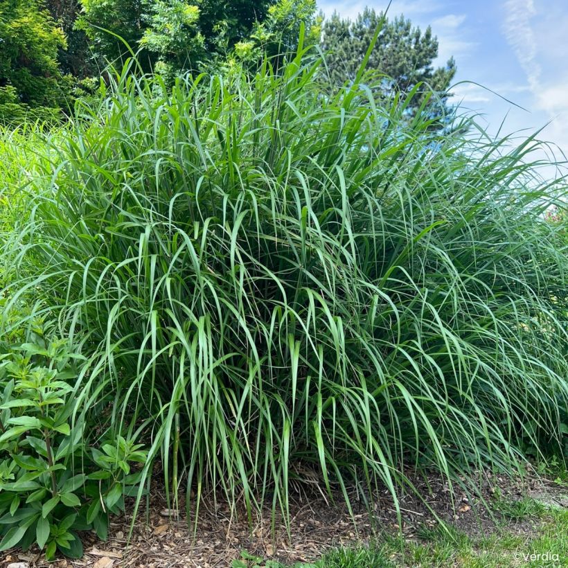 Miscanthus Miscanvert (Hábito)