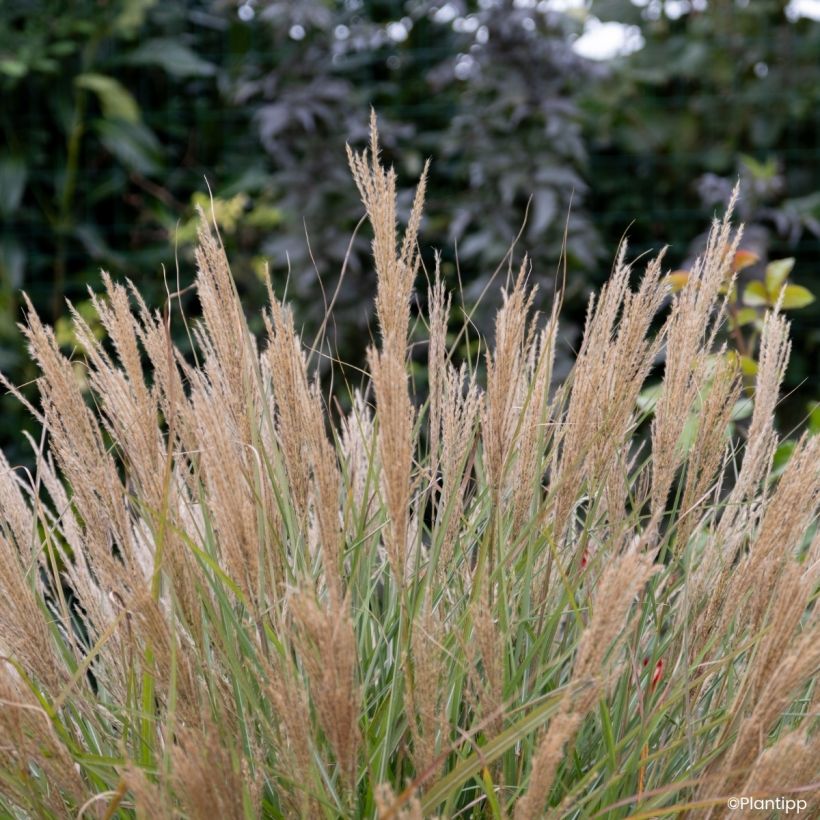 Miscanthus sinensis Missmini (Floração)