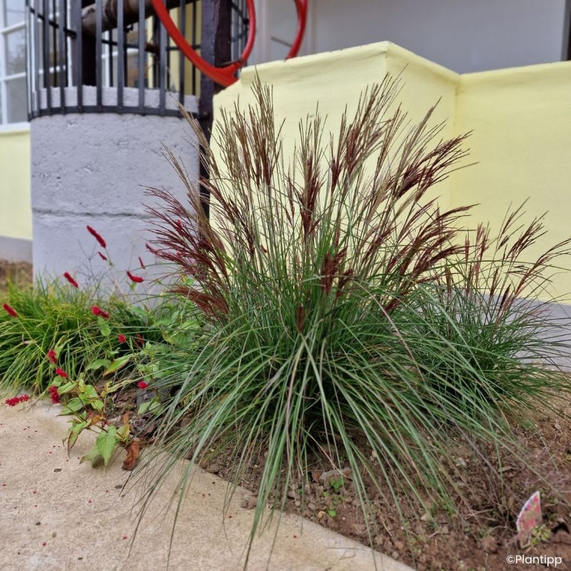 Miscanthus sinensis Missmini (Hábito)