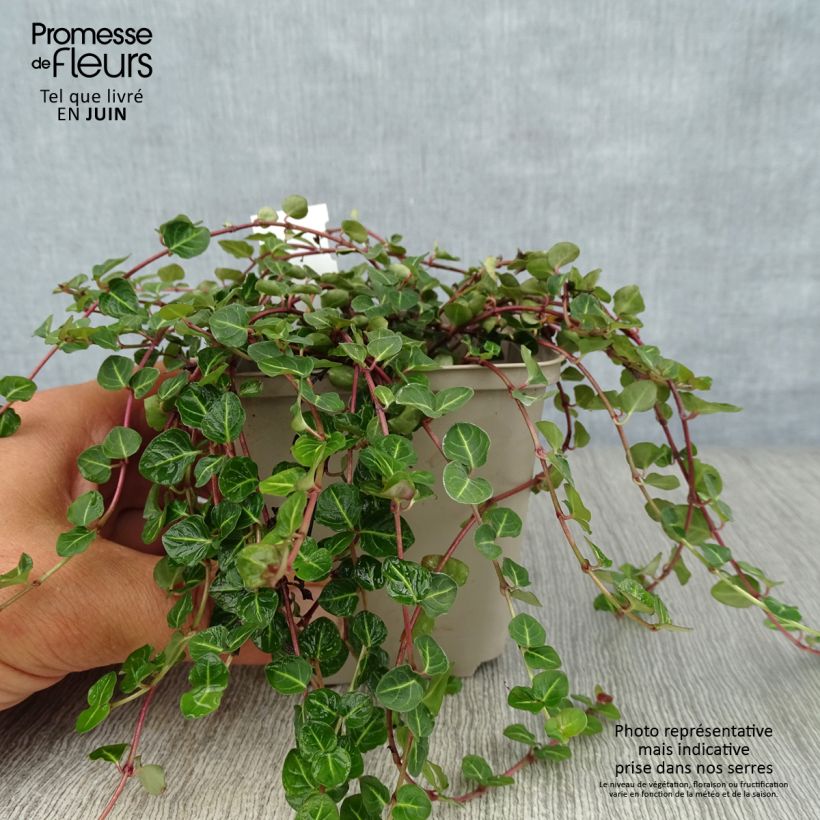 Amostra de Mitchella repens Vaso de 8/9 cm tal como entregue no verão