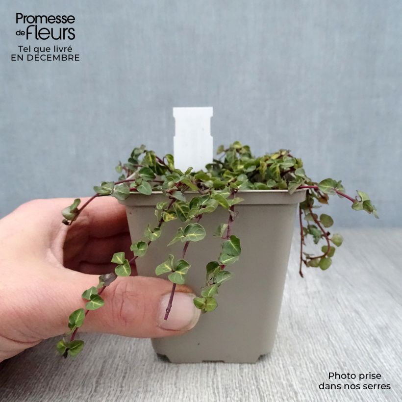 Amostra de Mitchella repens - Pain de perdrix                       Vaso de 8/9 cm tal como entregue no inverno