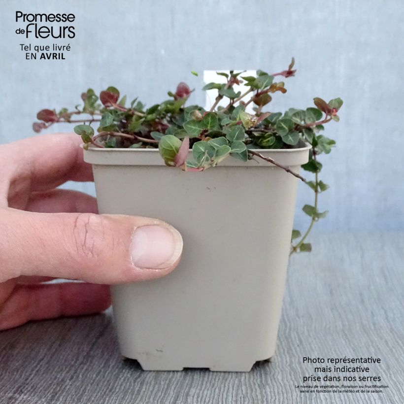 Amostra de Mitchella repens Vaso de 8/9 cm tal como entregue na primavera