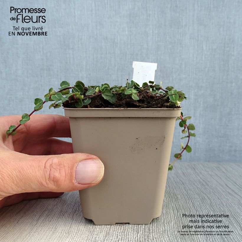Amostra de Mitchella repens Vaso de 8/9 cm tal como entregue no outono