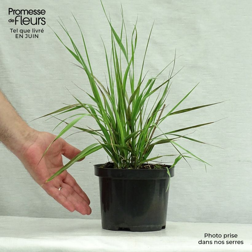 Amostra de Molinia caerulea subsp. arundinacea Karl Foerster Vaso de 2 L/3 L tal como entregue no verão