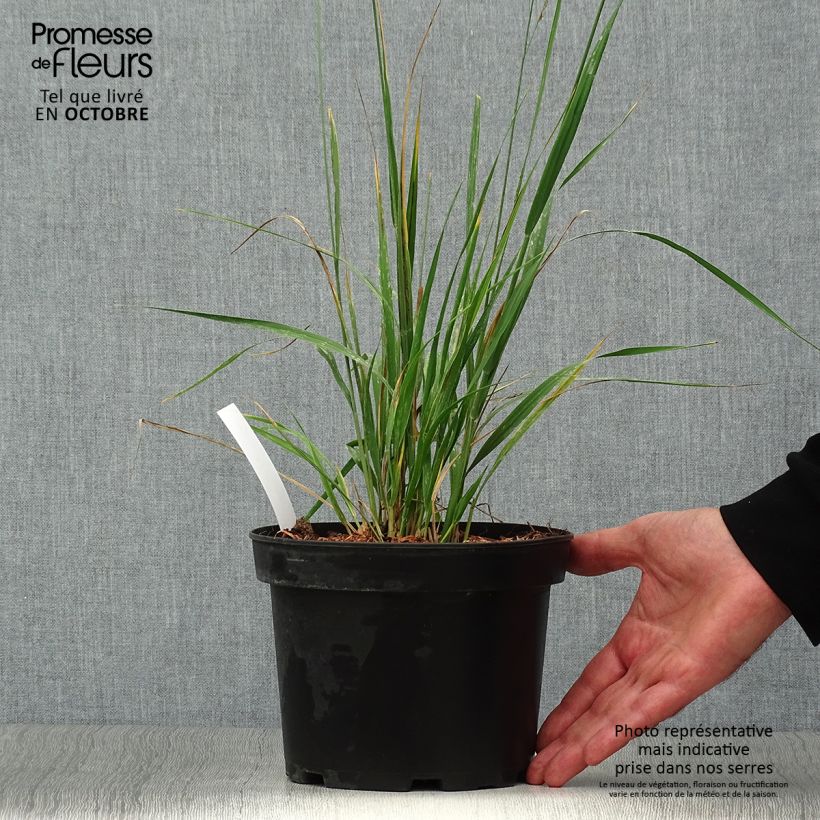 Amostra de Molinia caerulea subsp. arundinacea Karl Foerster Vaso de 2 L/3 L tal como entregue no outono