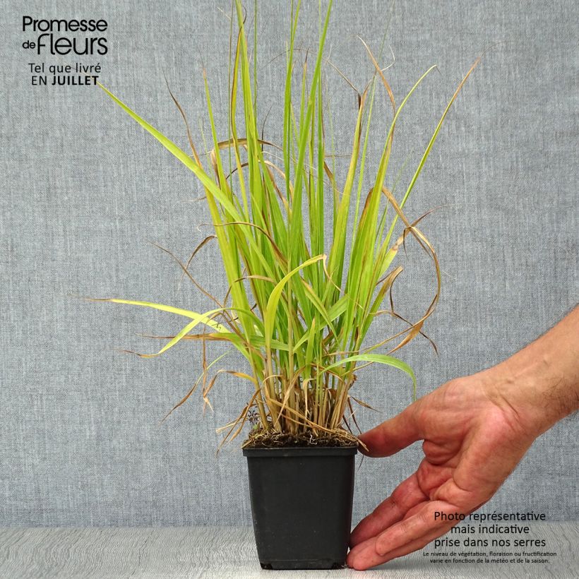 Amostra de Molinia caerulea subsp. arundinacea Windsaule Vaso de 8/9 cm tal como entregue no verão