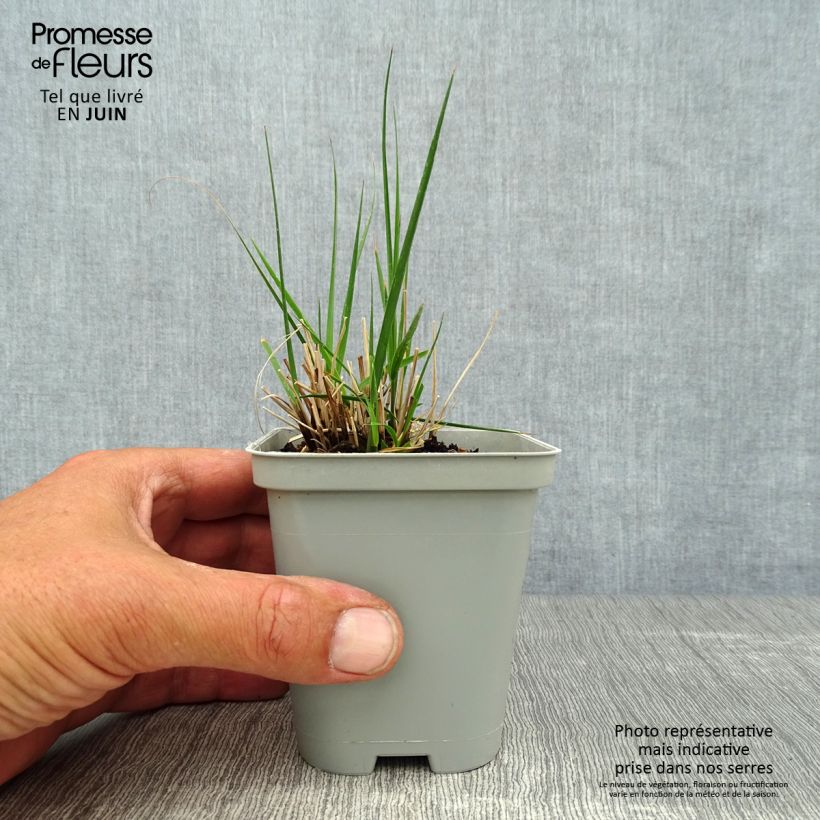 Amostra de Molinia caerulea Edith Dudszus Vaso de 8/9 cm tal como entregue no verão
