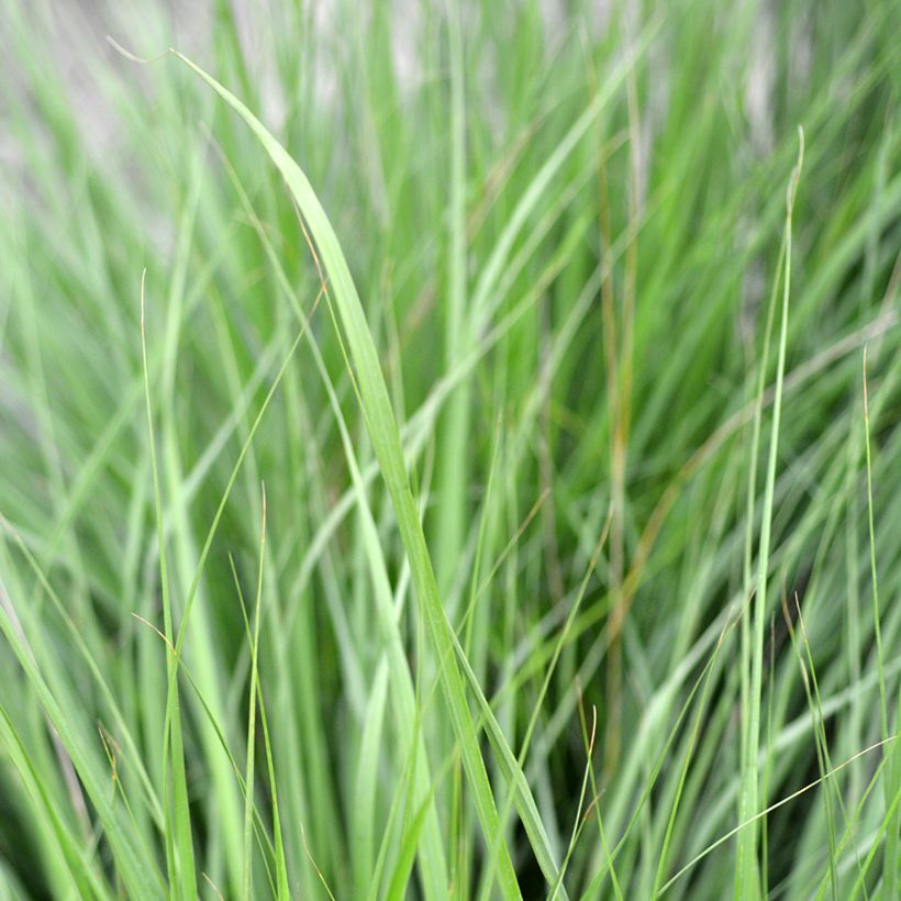 Molinia caerulea Heidezwerg (Folhagem)