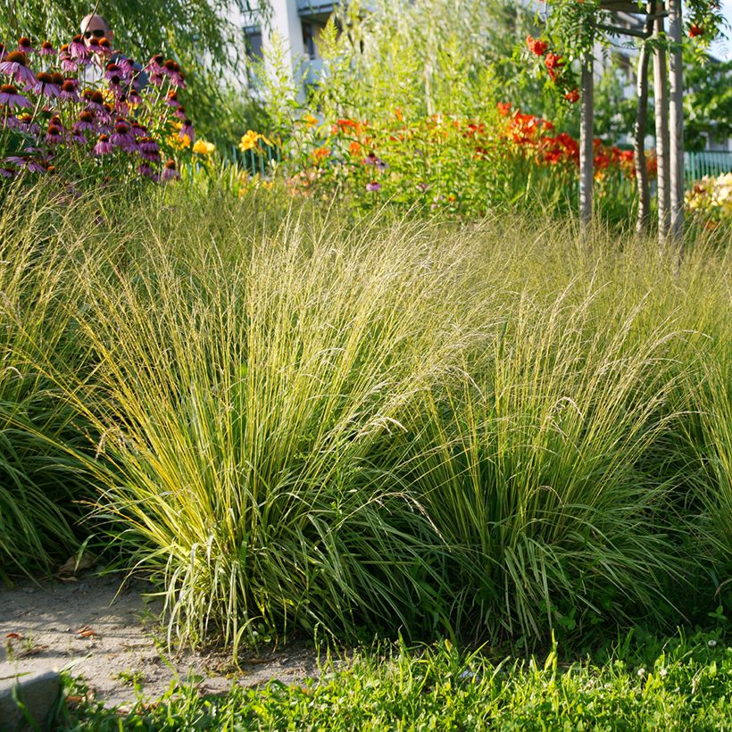 Molinia caerulea Heidezwerg (Hábito)