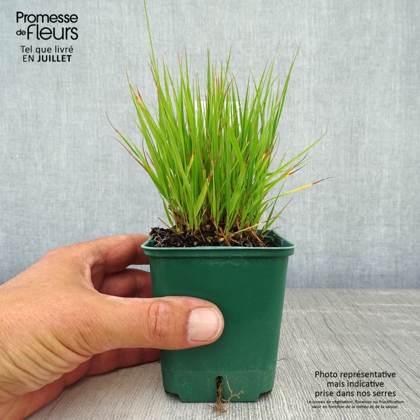 Amostra de Molinia caerulea Heidezwerg Vaso de 8/9 cm tal como entregue no verão