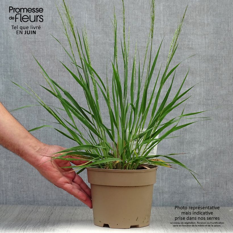 Amostra de Molinia caerulea Moorhexe Vaso de 2 L/3 L tal como entregue no verão