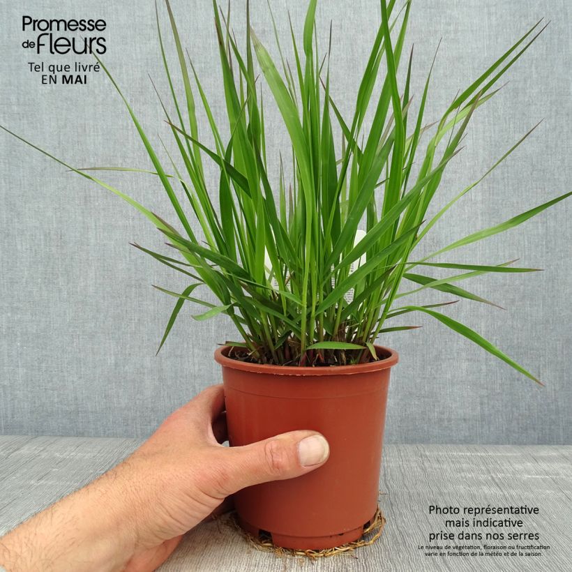 Amostra de Molinia caerulea subsp. arundinacea Fontäne Vaso de 1 L/1,5 L tal como entregue na primavera