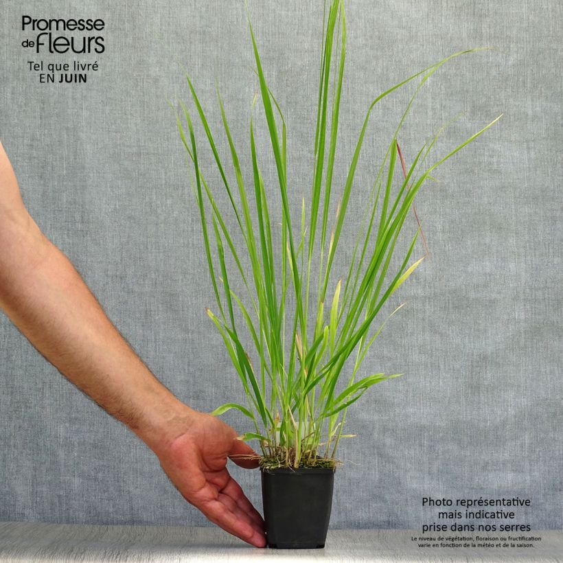 Amostra de Molinia caerulea subsp. arundinacea Skyracer Vaso de 8/9 cm tal como entregue no verão