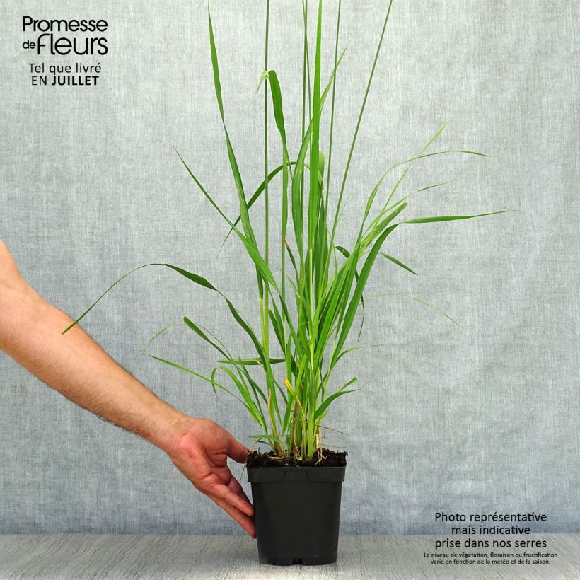 Amostra de Molinia caerulea subsp. arundinacea Skyracer Vaso de 2 L/3 L tal como entregue no verão