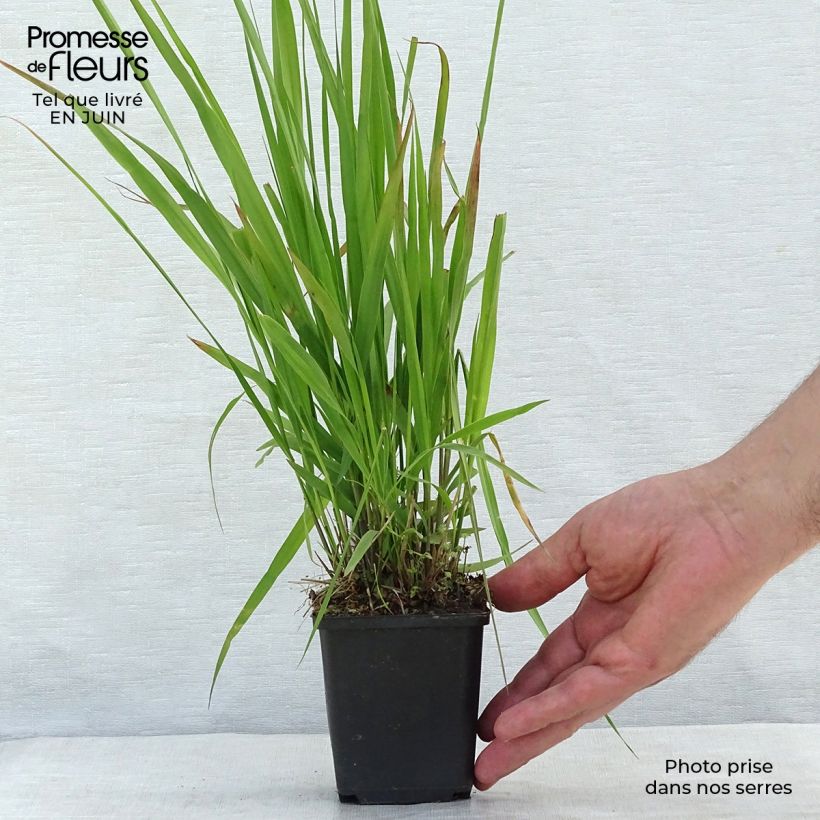 Amostra de Molinia caerulea subsp. arundinacea Transparent Vaso de 8/9 cm tal como entregue no verão