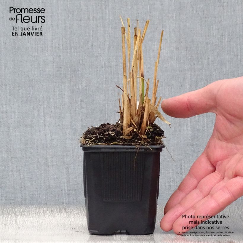 Amostra de Molinia caerulea subsp. arundinacea Transparent Vaso de 8/9 cm tal como entregue no inverno