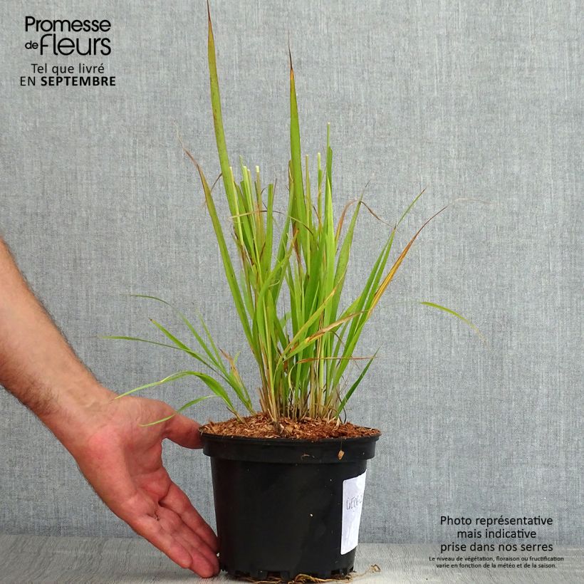 Amostra de Molinia caerulea subsp. arundinacea Transparent Vaso de 2 L/3 L tal como entregue no verão