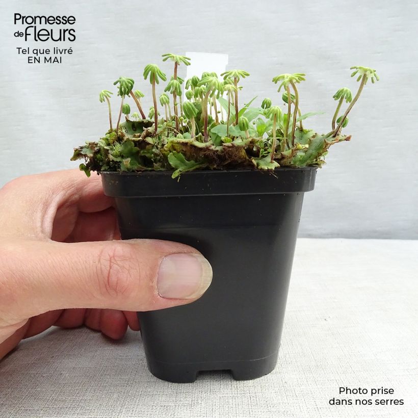 Amostra de Molinia caerulea subsp. caerulea Heidebraut Vaso de 8/9 cm tal como entregue na primavera