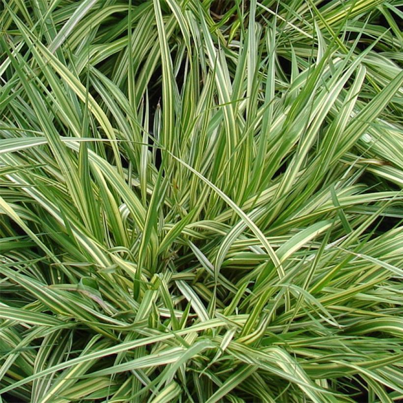 Molinia caerulea subsp. caerulea Variegata (Folhagem)