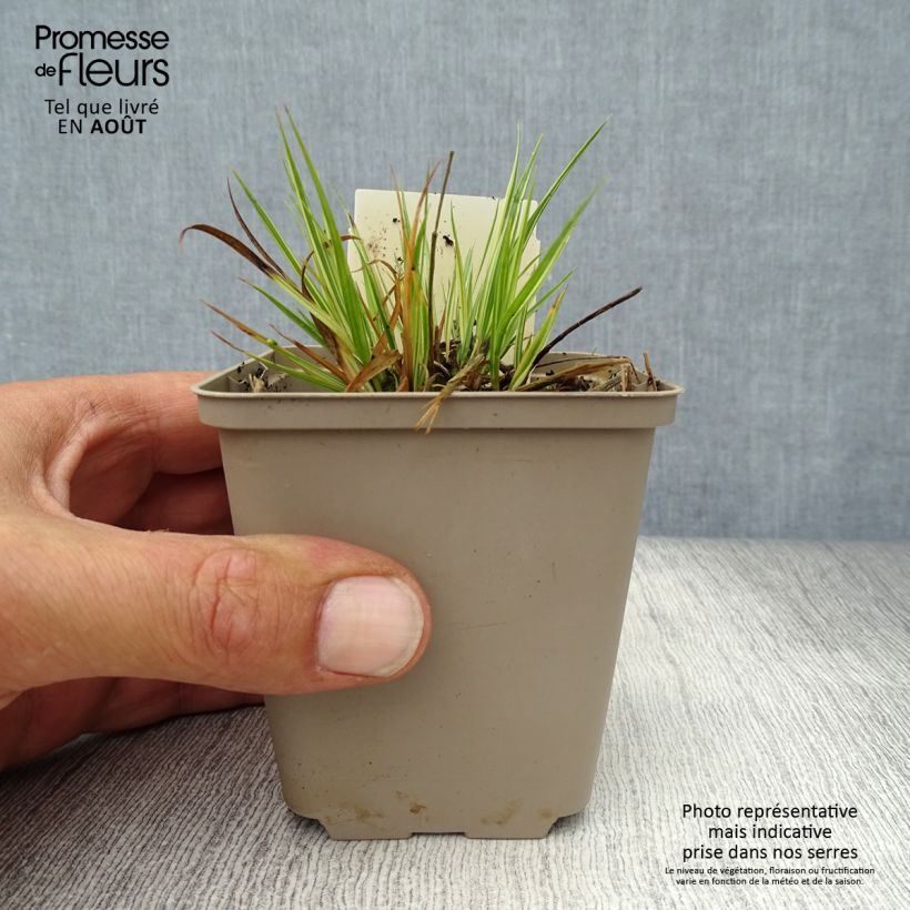 Amostra de Molinia caerulea subsp. caerulea Variegata Vaso de 8/9 cm tal como entregue no verão