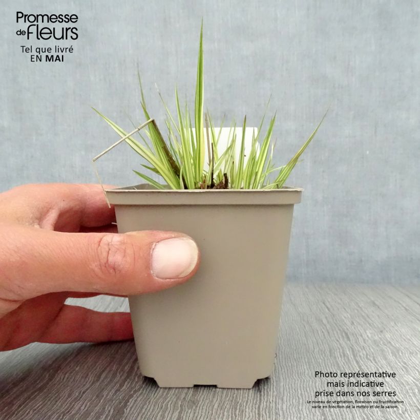 Amostra de Molinia caerulea subsp. caerulea Variegata Vaso de 8/9 cm tal como entregue na primavera